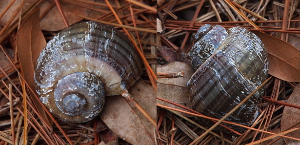 [Two photos spliced together. The one on the left is a front view of the spirals as they increase. The shell is mostly grey with thin dark stripes which go around the circumference of the shell. There is one wide tan section. The entire shell seems to have a glaze over it which is chipped or missing in places; not sure if it was original to the shell or sap from trees overhead. The photo on the right is a top down view with the think dark stripes more prominently displayed.]
